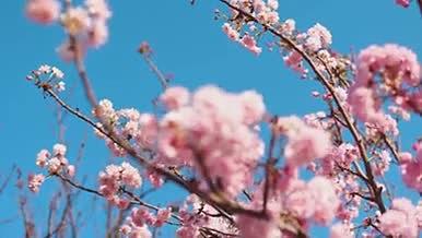 唯美蓝天樱花时节特写视频的预览图